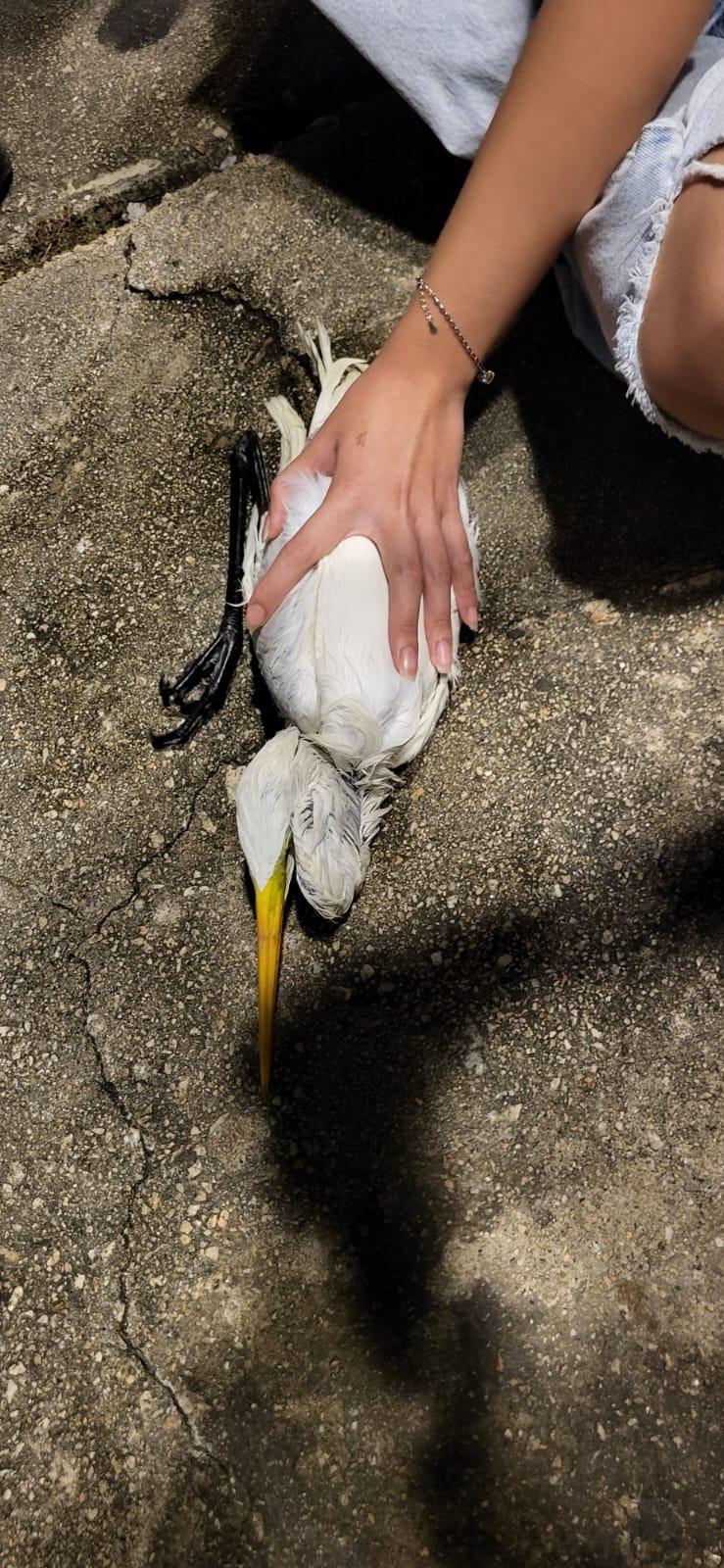 釣魚翁當日用石頭掟傷白鷺後逃走,警方接報到場調查(葵青警區fb資料圖片)