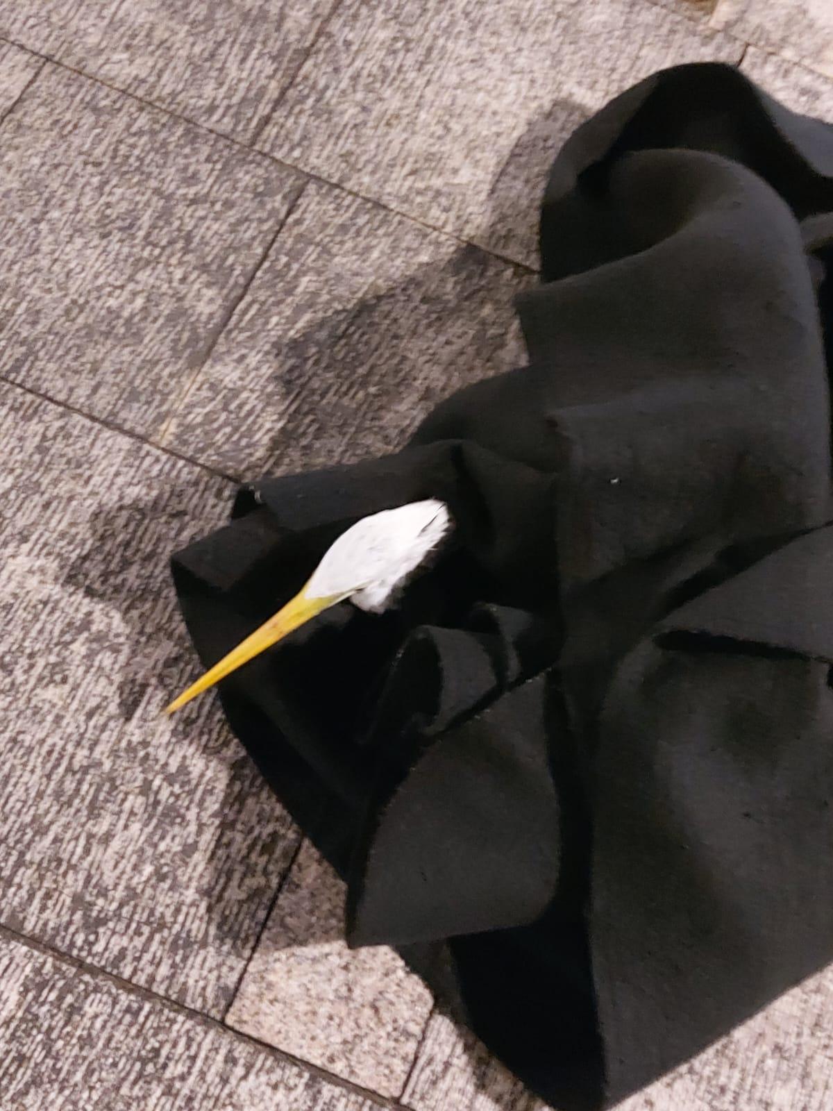 釣魚翁當日用石頭掟傷白鷺後逃走,警方接報到場調查(葵青警區fb資料圖片)