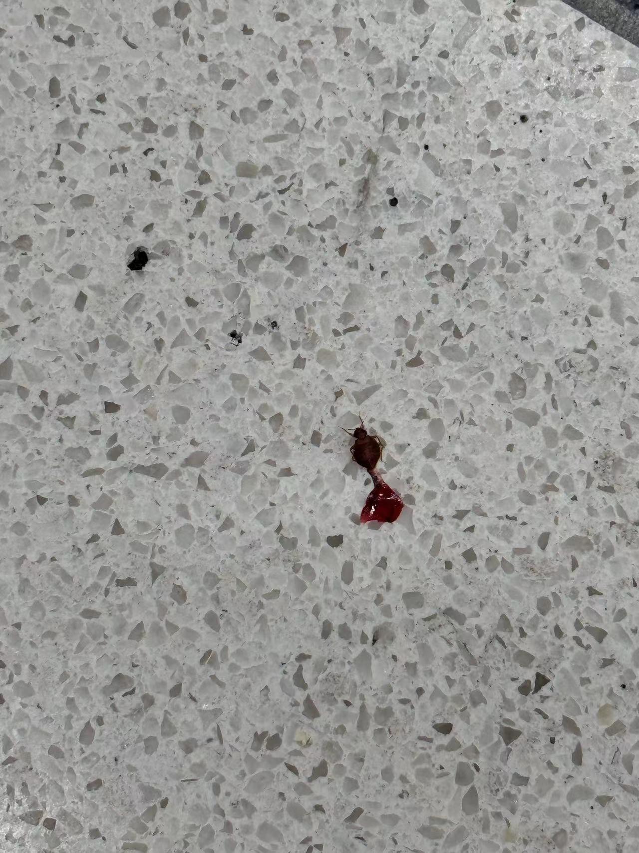 事件最早由一名網民於facebook群組「澳門高登起底組」揭發,他指與太太深夜搭乘香港返澳門的WF9736金巴,「短短45分鐘車程,經歷人生一次恐懼嘅經歷」,「一邊坐一邊有嘢咬我同我太太,一落車已經發現成隻鞋都有蟲」。