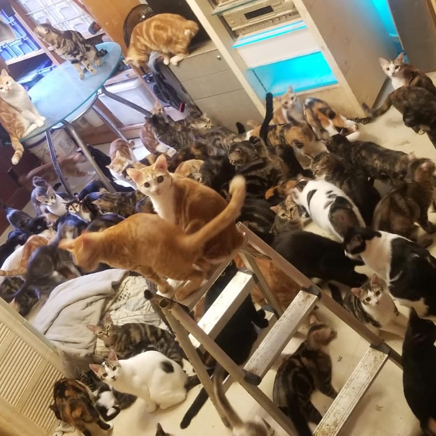 愛貓屋主養近100隻貓被鄰居投訴 呼籲市民領養否則恐被人道毀滅