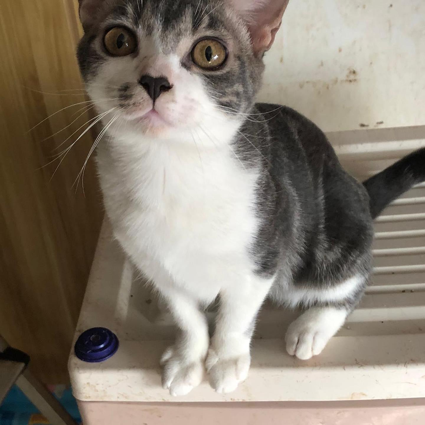 愛貓屋主養近100隻貓被鄰居投訴 呼籲市民領養否則恐被人道毀滅