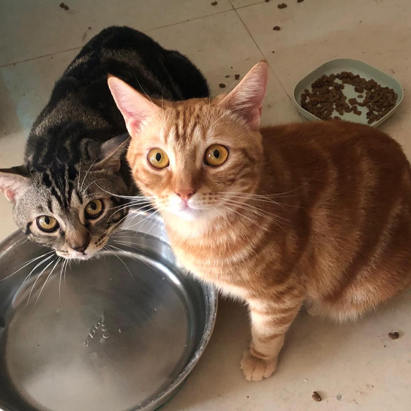 愛貓屋主養近100隻貓被鄰居投訴 呼籲市民領養否則恐被人道毀滅