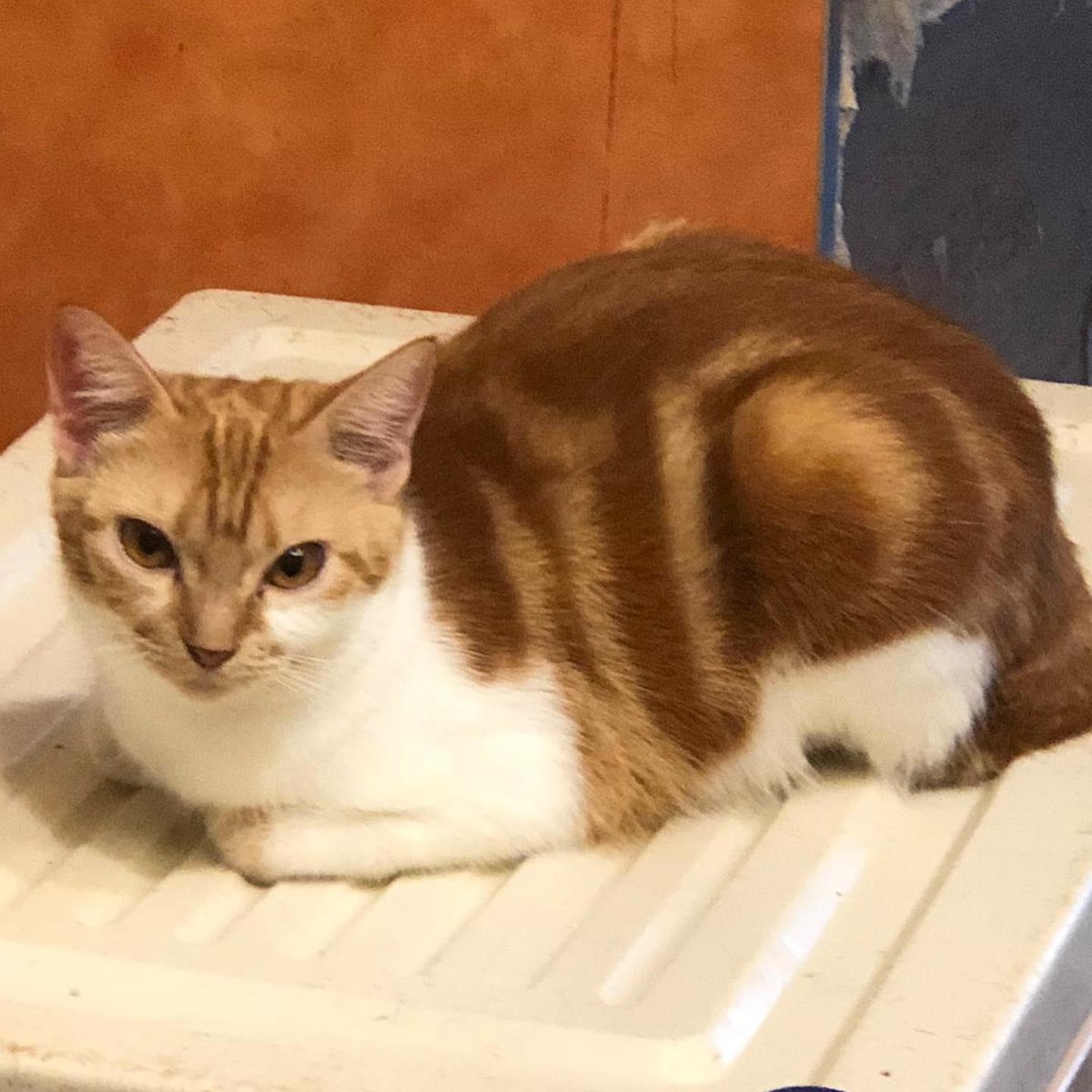 愛貓屋主養近100隻貓被鄰居投訴 呼籲市民領養否則恐被人道毀滅