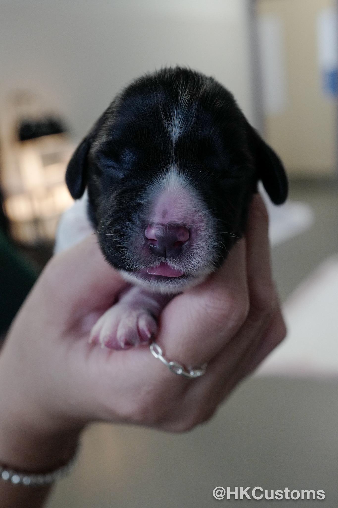 8隻史賓格幼犬上月出世。(海關FB)