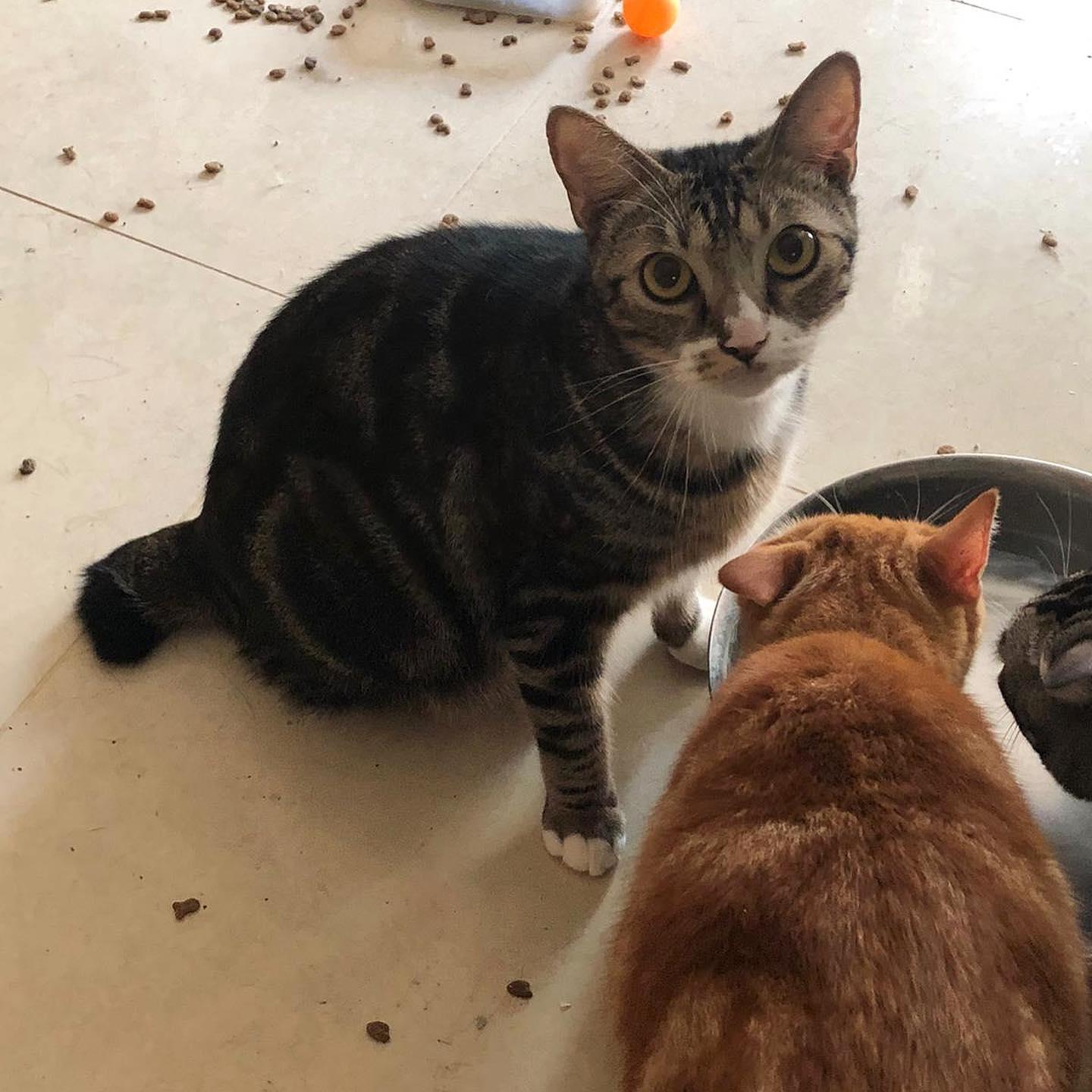 愛貓屋主養近100隻貓被鄰居投訴 呼籲市民領養否則恐被人道毀滅