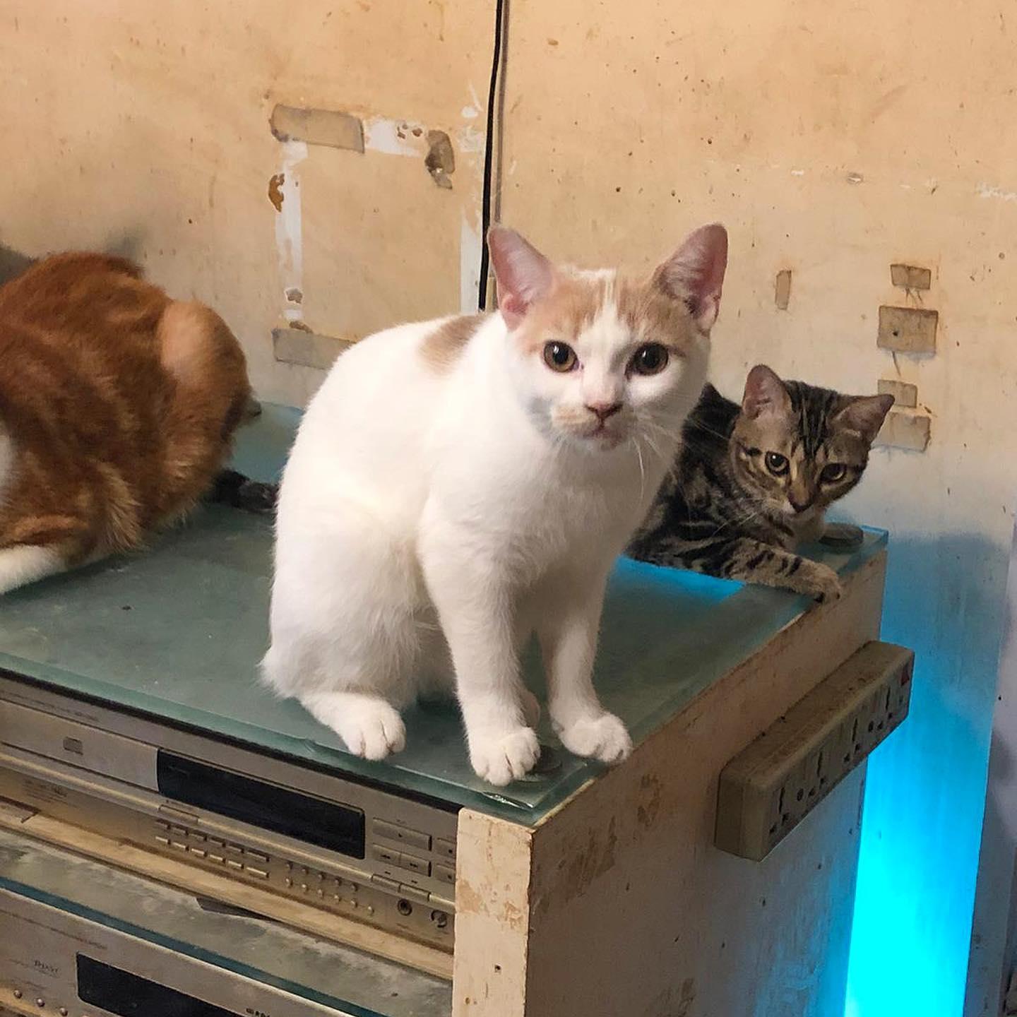 愛貓屋主養近100隻貓被鄰居投訴 呼籲市民領養否則恐被人道毀滅