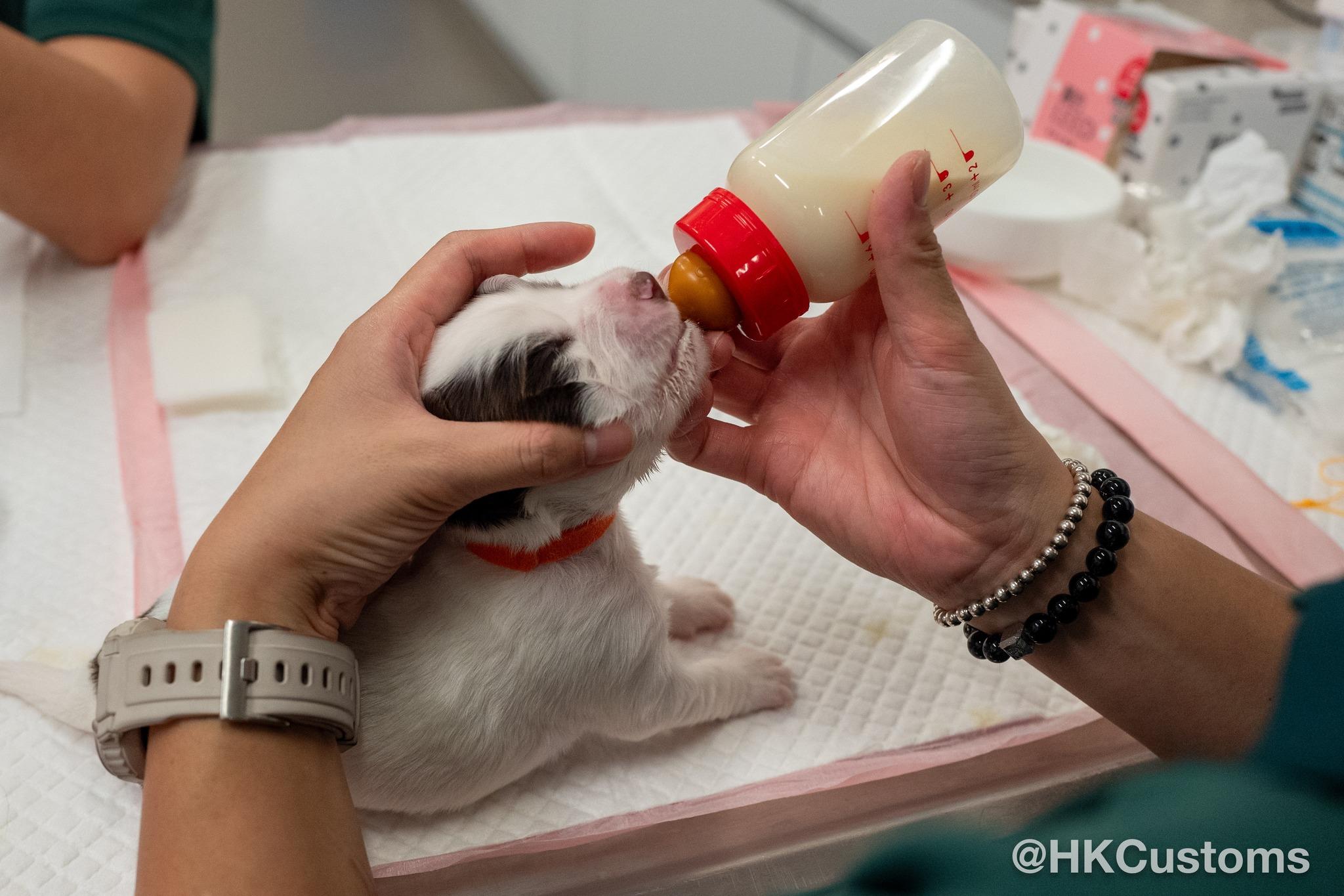 8隻史賓格幼犬上月出世。(海關FB)