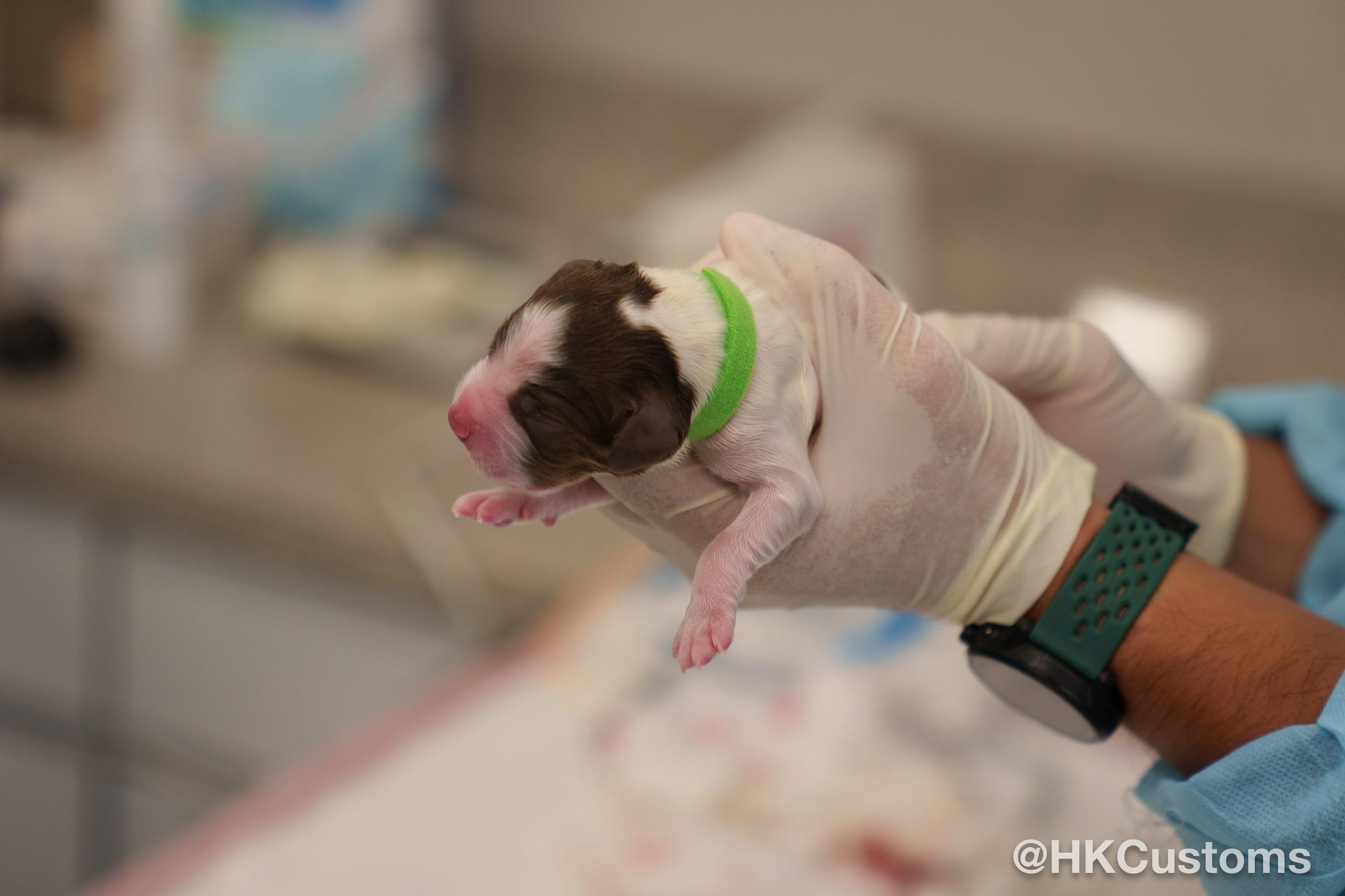 8隻史賓格幼犬上月出世。(海關FB)