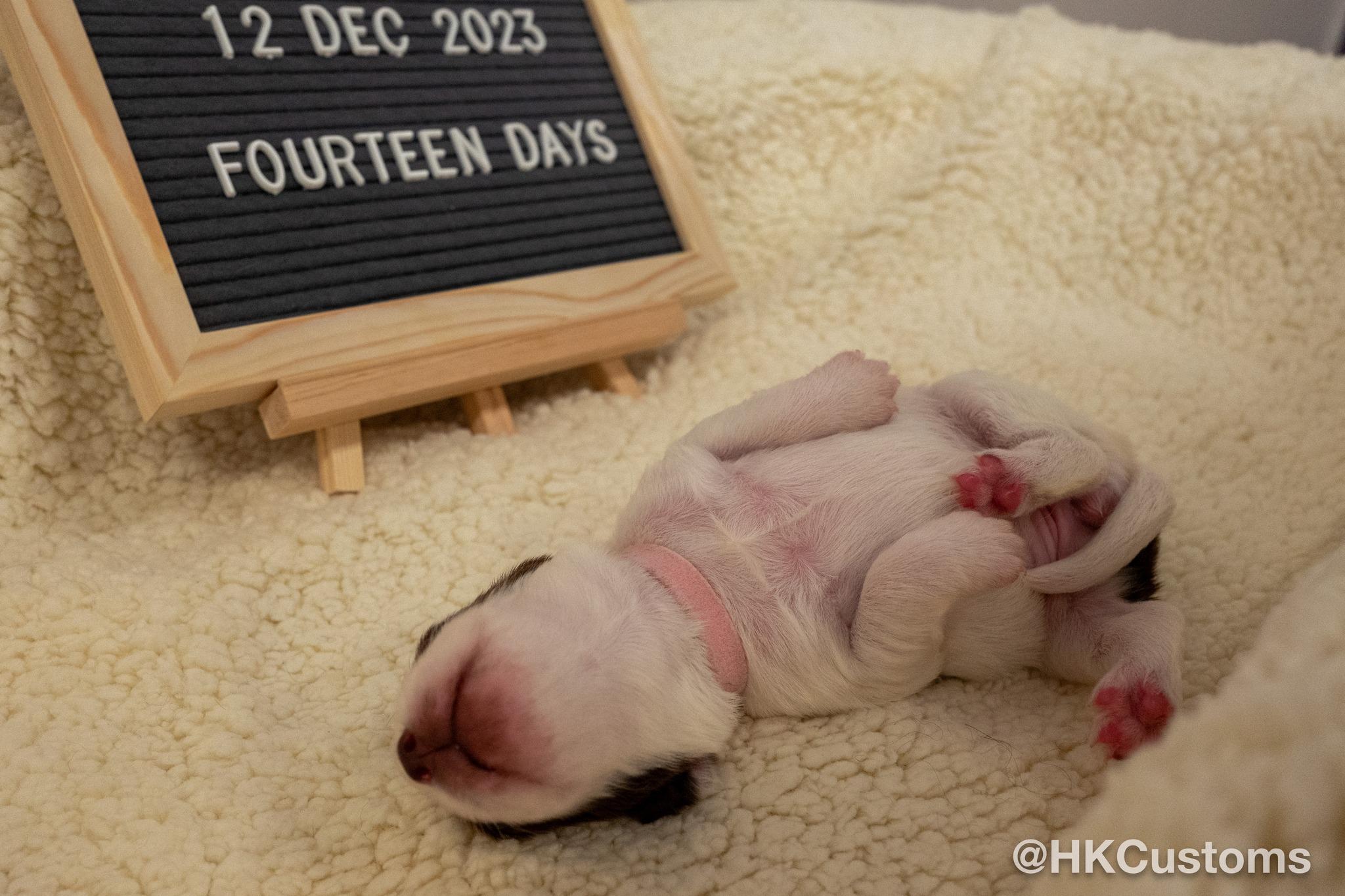 8隻史賓格幼犬上月出世。(海關FB)