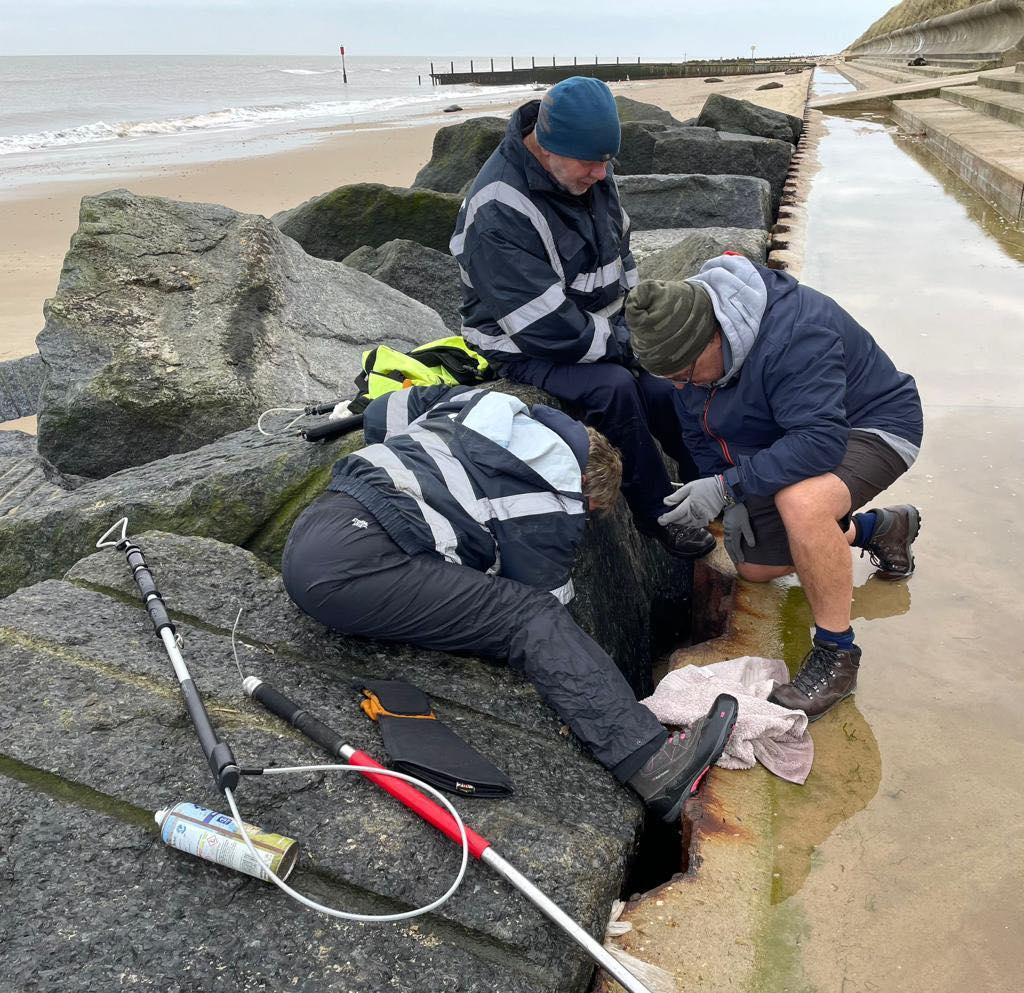 小海豹在漲潮前獲救出,逃過被浸死的厄運。(FriendsofHorseySeals)