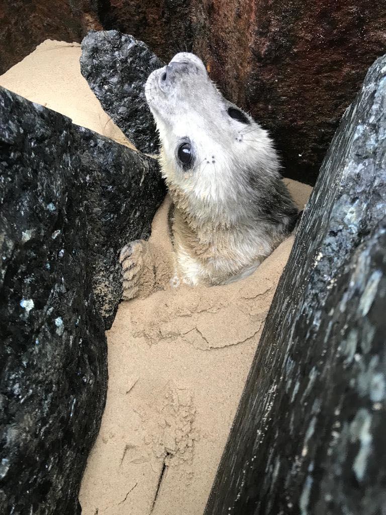 小海豹被卡在岩石內,只有頸部以上可見。(FriendsofHorseySeals)