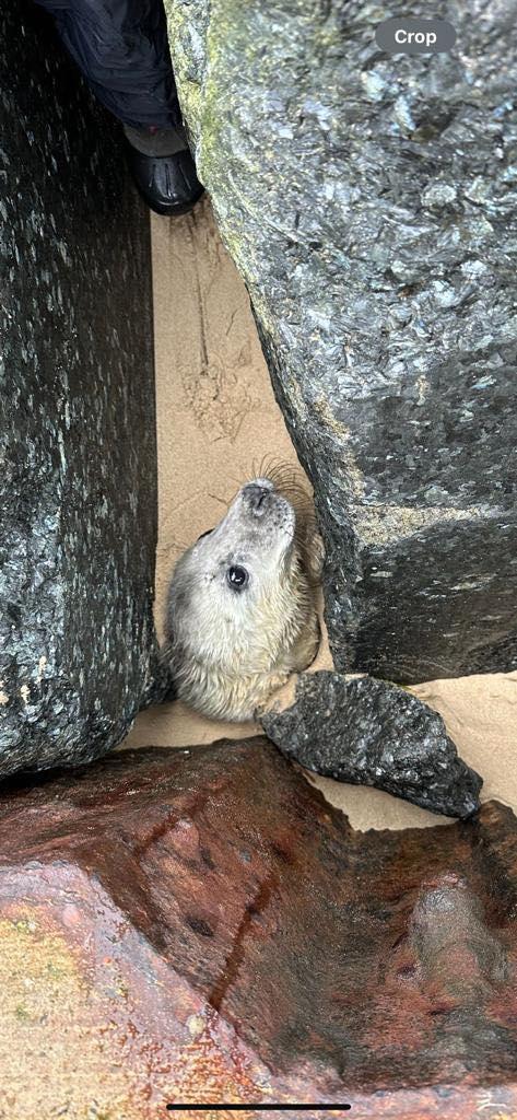 小海豹被卡在岩石內,只有頸部以上可見。(FriendsofHorseySeals)