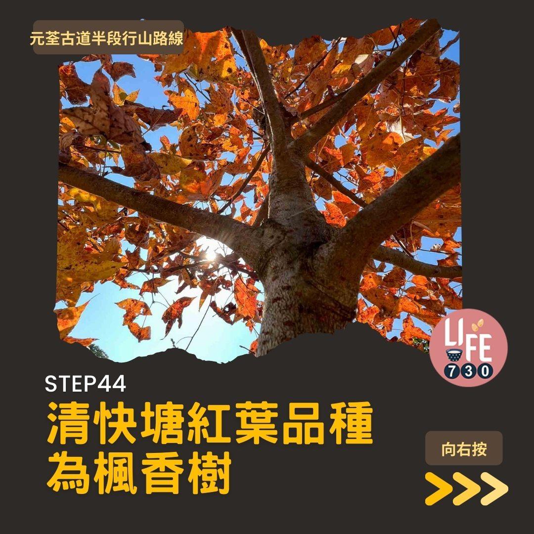 紅葉行山路線︱元荃古道半段往深井(am730製圖)