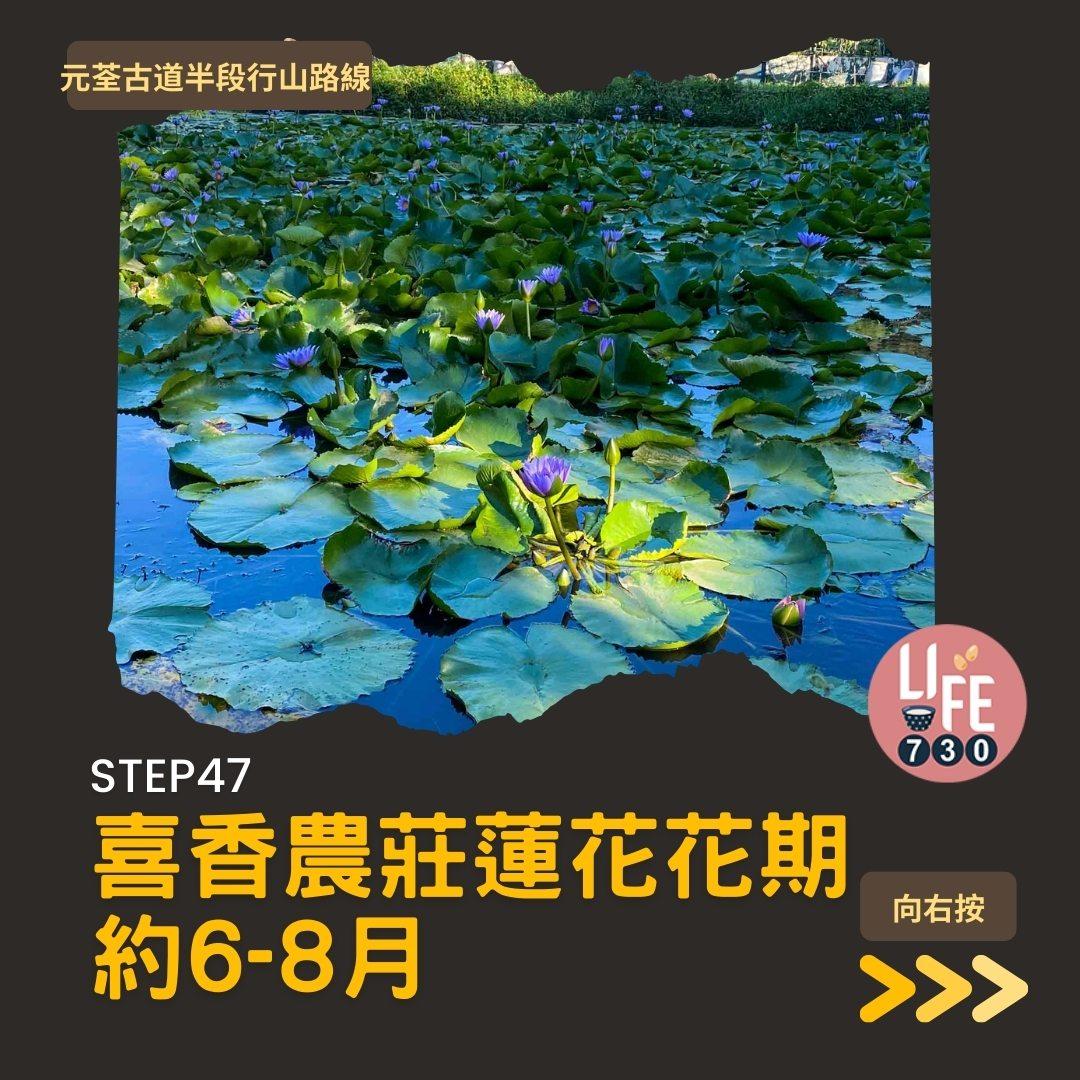 紅葉行山路線︱元荃古道半段往深井(am730製圖)