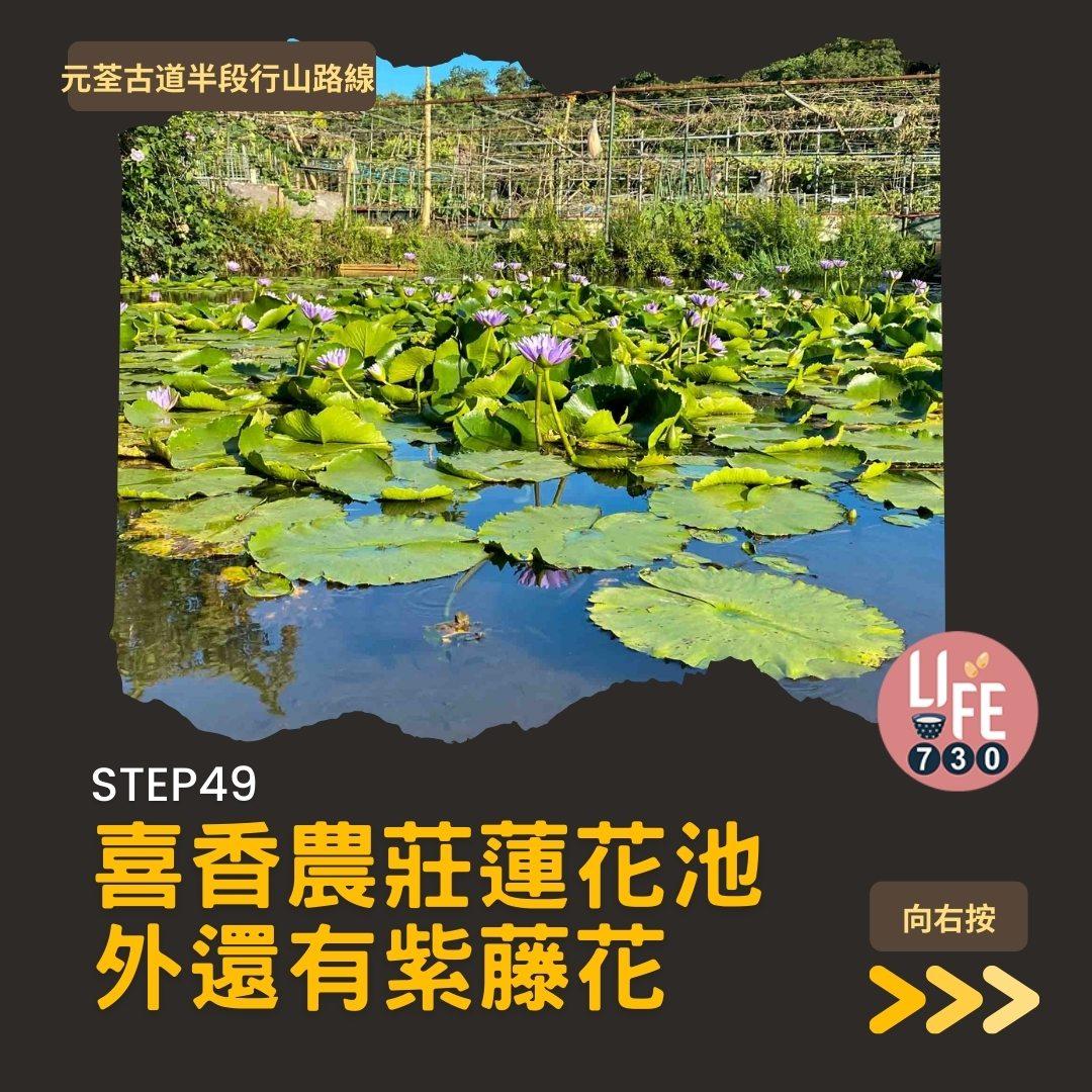 紅葉行山路線︱元荃古道半段往深井(am730製圖)