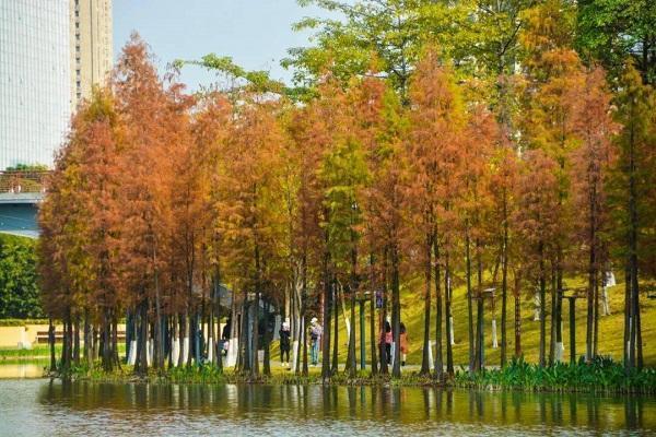 團員需於深圳灣口岸或羅湖口岸集合,乘旅遊巴前往東莞遊,景點包括松山湖八景之首「松湖煙雨」,欣賞落羽杉自然景觀;以及到有「嶺南小麗江」之稱的西溪古村。