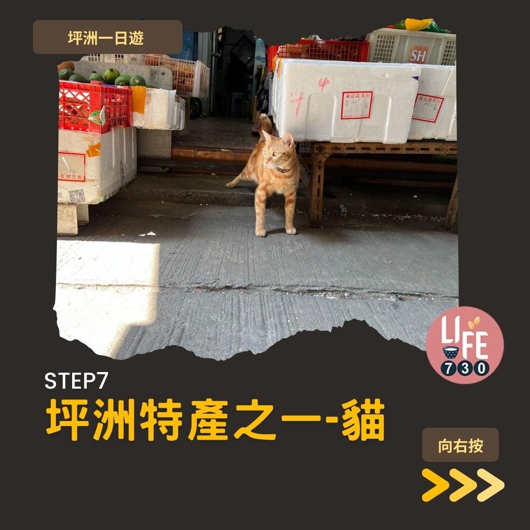 坪洲一日遊(am730製圖)