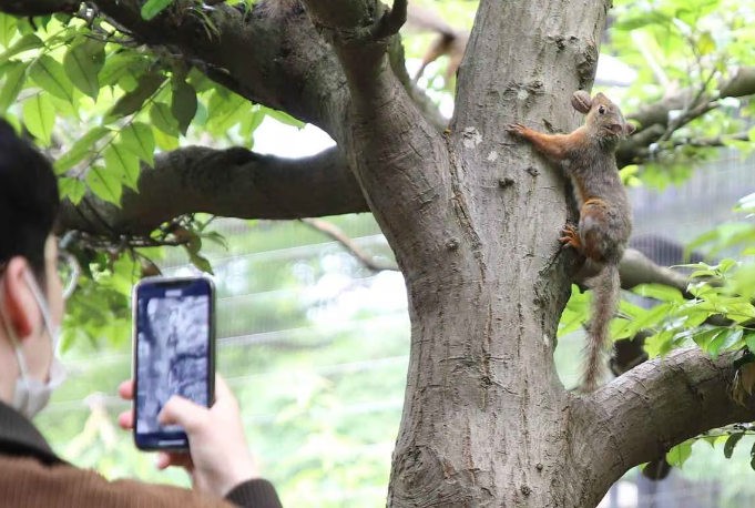 日本東京都武藏野市的井之頭自然文化園,日前使用殺死寄生蟲用的多種藥劑後,園方飼養的日本松鼠相繼死亡,目前數量已達31隻。園方初步推斷松鼠死因可能是殺蟲劑中毒。(網上圖片)