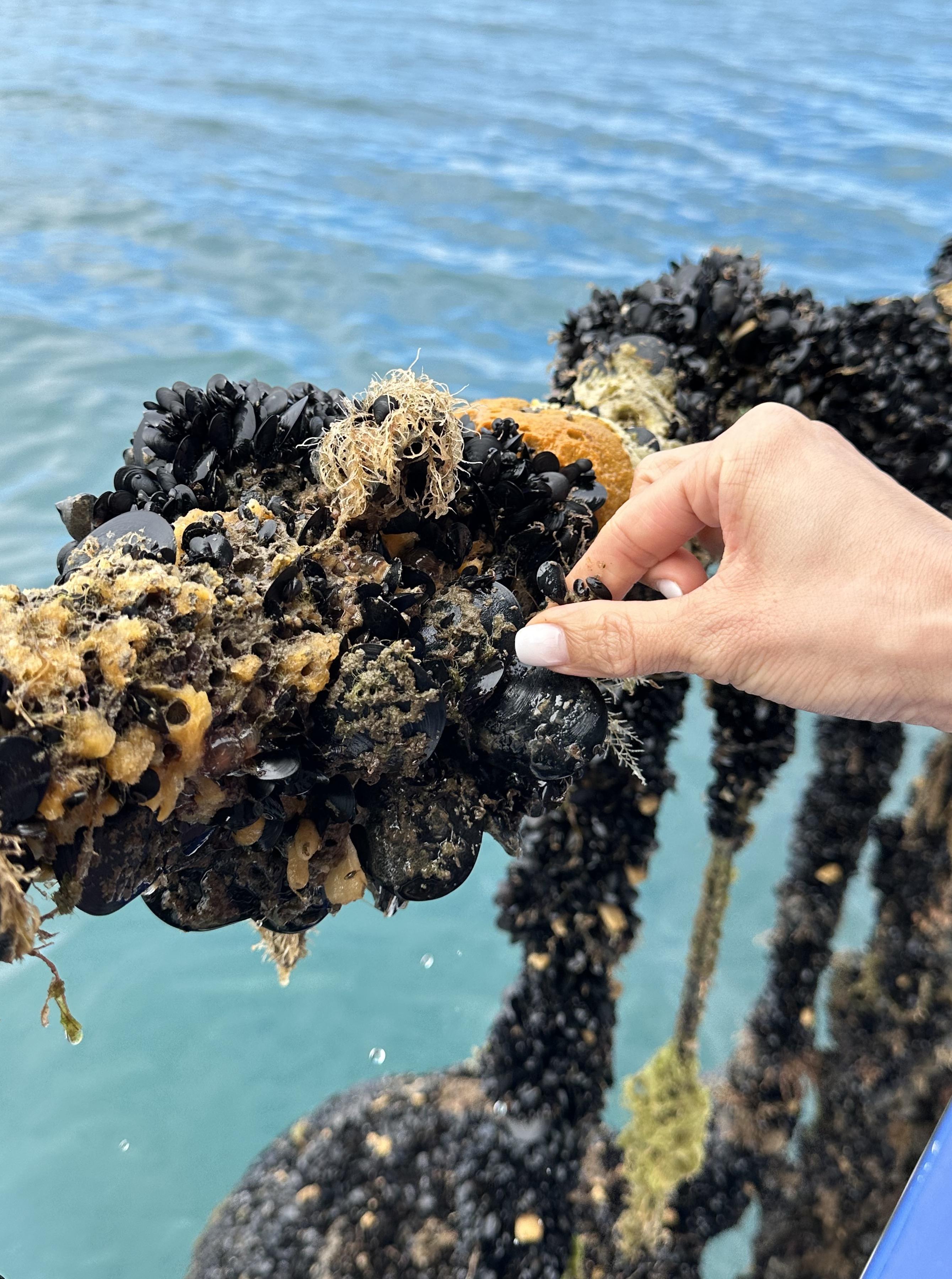 旅客可一嘗親手採摘藍青口。