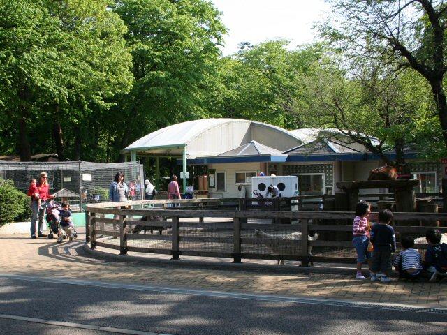 日本東京都武藏野市的井之頭自然文化園,日前使用殺死寄生蟲用的多種藥劑後,園方飼養的日本松鼠相繼死亡,目前數量已達31隻。園方初步推斷松鼠死因可能是殺蟲劑中毒。(網上圖片)