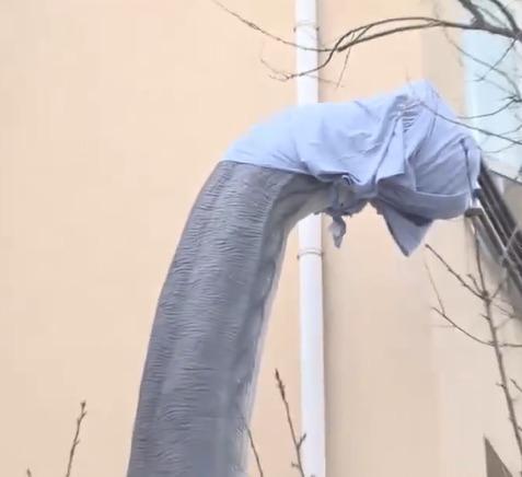 「怪獸家長」後來蒙住腕龍模型頭部