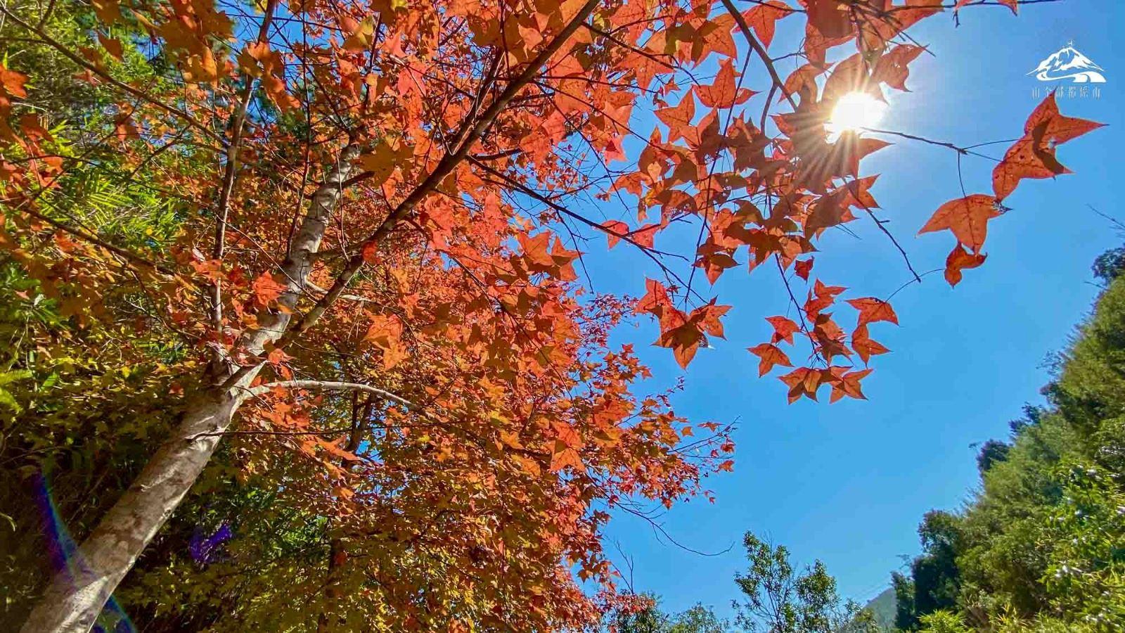 大棠紅葉每逢12月下旬至1月上旬最紅,為香港最多楓香樹的行山路線之一(資料圖片)