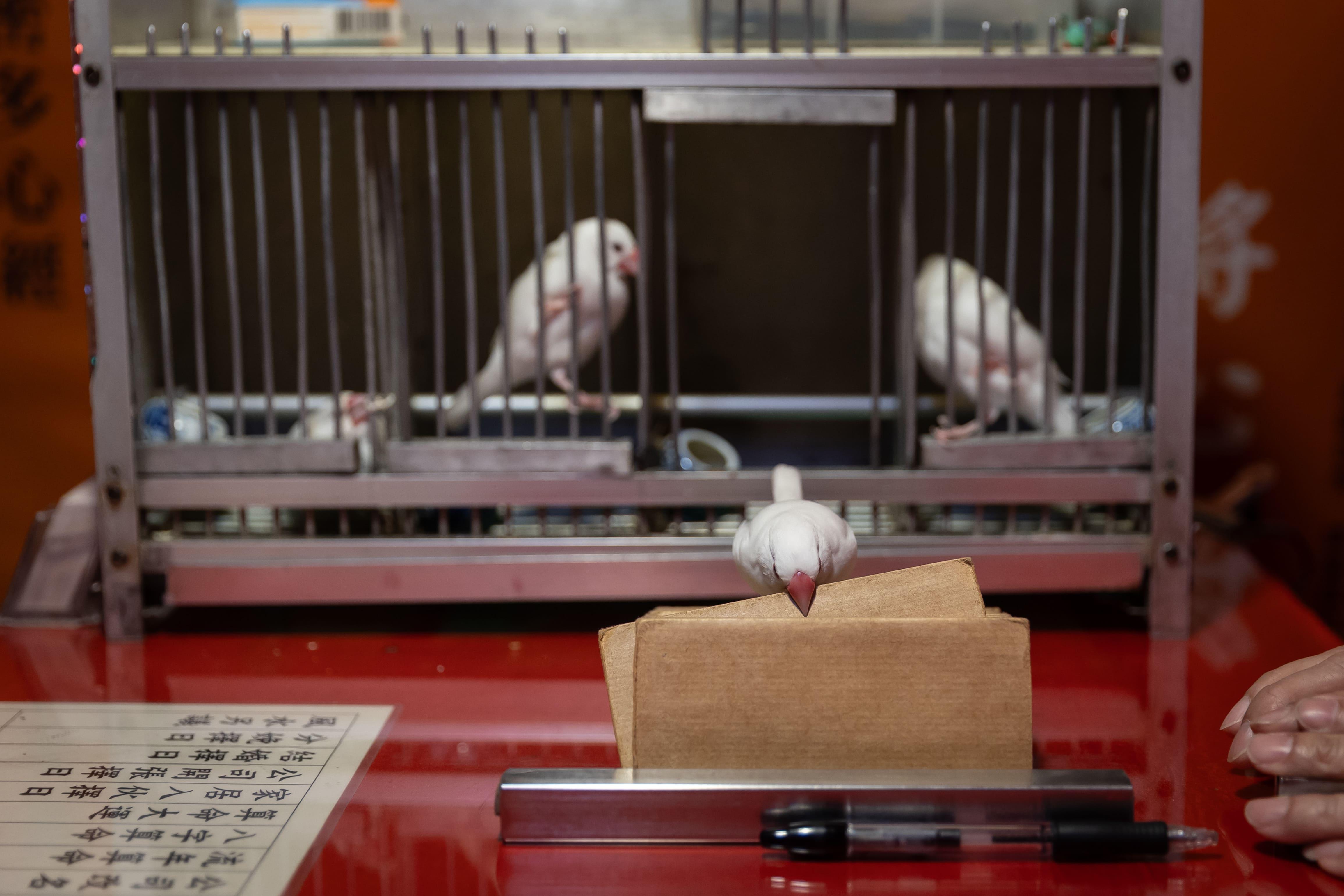 旅發局邀請「小紅書博主」穿梭廟街 大讚吃喝玩樂一條龍