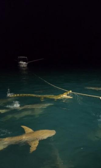 鱷魚撲咬繩子。(互聯網)