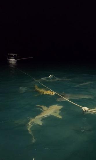 鱷魚被鯊群包圍。(互聯網)