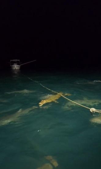 鱷魚與鯊群對峙。(互聯網)