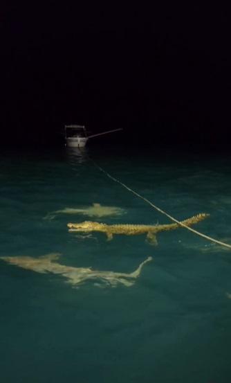 鱷魚與鯊群對峙。(互聯網)