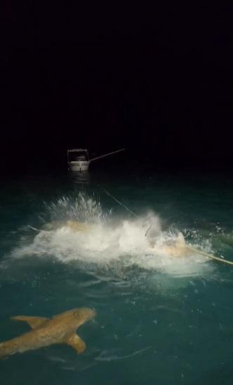 鯊群攻擊鱷魚,致水花四濺。(互聯網)