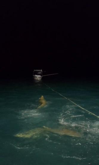 鱷魚敗走。(互聯網)