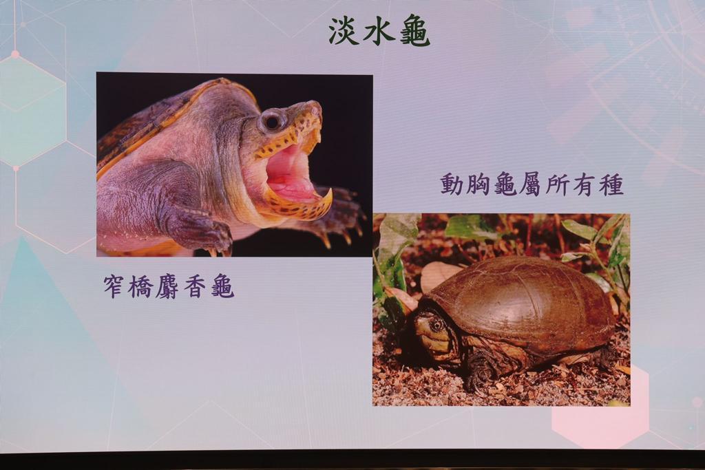 今年涉及瀕危物種案件暫錄379宗升約30% 大部分魚翅物種明起納入瀕危物種