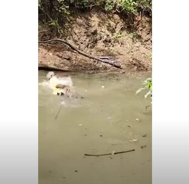 席爾瓦徒手捉電鰻,即觸電跌進水裡。(互聯網)