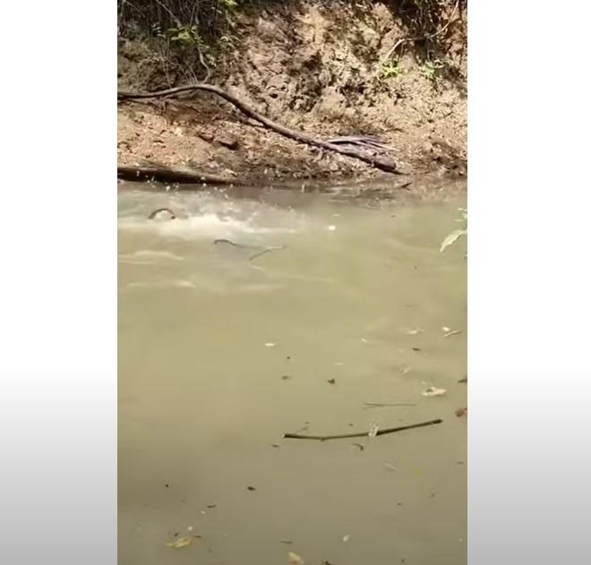 席爾瓦觸電跌進水裡。(互聯網)