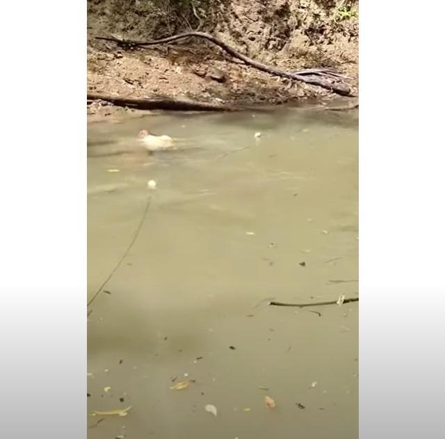 席爾瓦失去知覺。(互聯網)