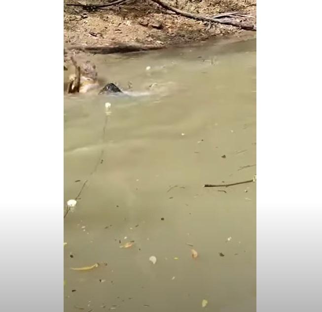 友人拿走電鰻,席爾瓦浸在水中。(互聯網)