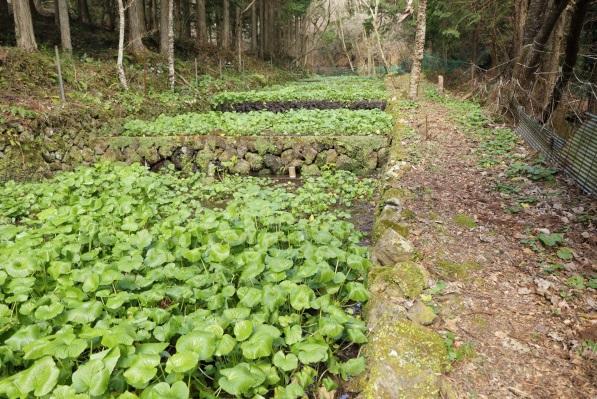 種植山葵困難,須嚴格控制溫度、遮光等條件。(互聯網)