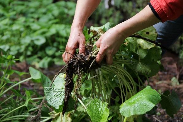 種植山葵困難,須嚴格控制溫度、遮光等條件。(互聯網)