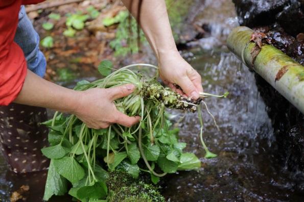 種植山葵困難,須嚴格控制溫度、遮光等條件。(互聯網)