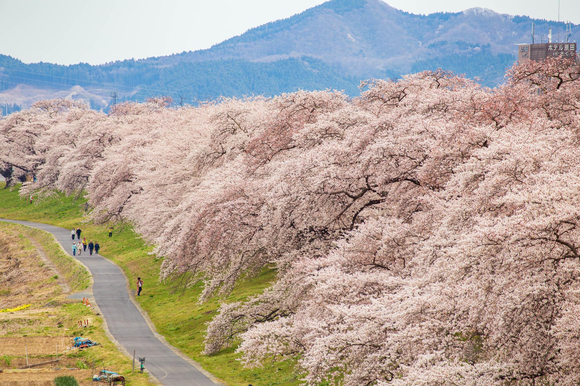宮城白石川堤一目千本櫻