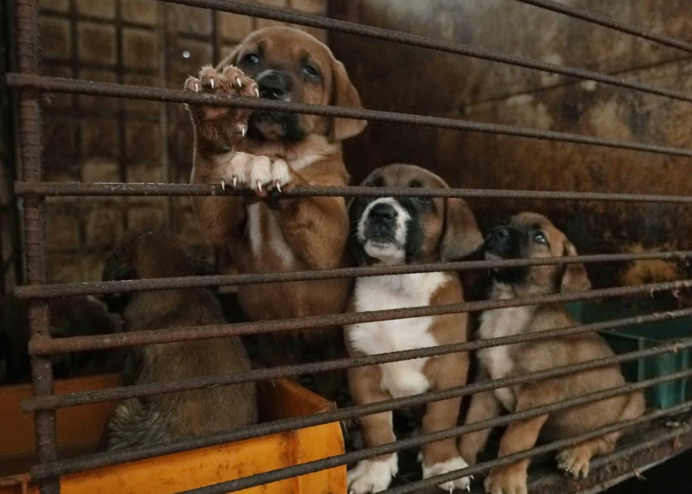 南韓國會通過法案 2027年全面禁食狗肉(資料圖片)