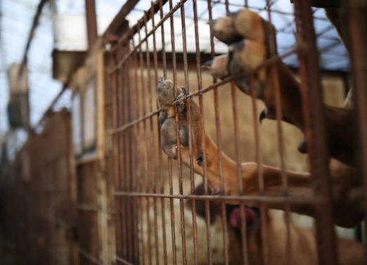 南韓國會通過法案 2027年全面禁食狗肉(資料圖片)