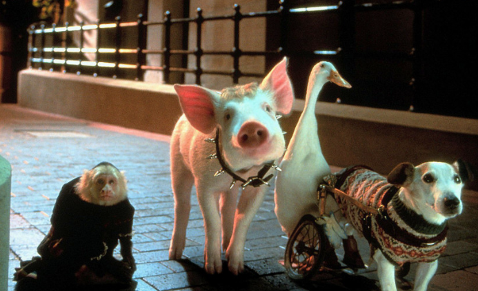 發文者在文中不止一次用豬與狗作比較,揚言既然有人養狗就要禁食狗肉,「咁如果有人養豬做寵物係咪又要ban曬食豬?」(圖片來源:電影《Babe: Pig in the City》劇照)