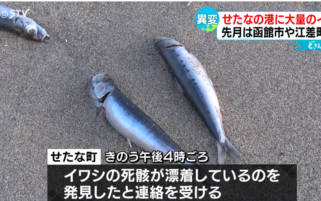 沙甸魚