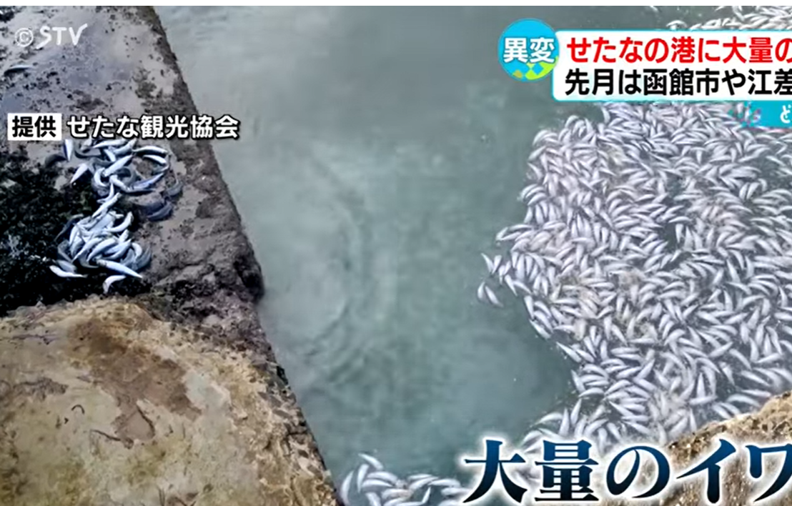 沙甸魚