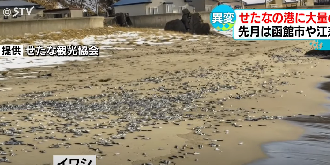 沙甸魚