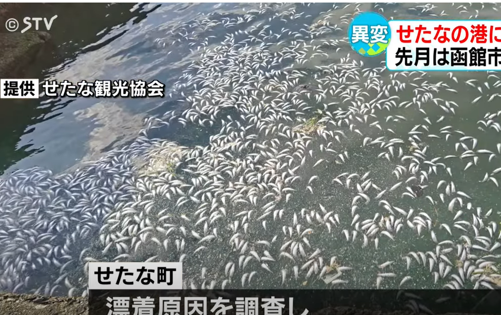 沙甸魚