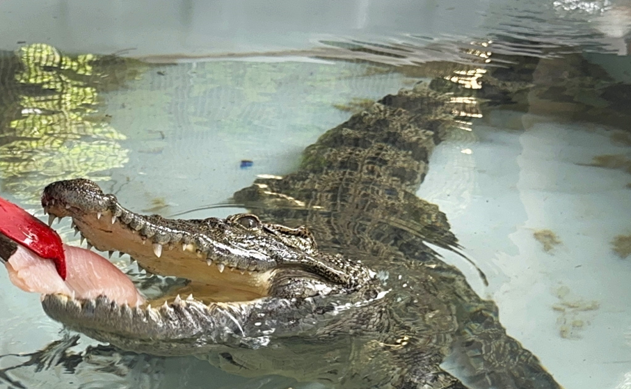 鱷魚現正暫居於海洋公園的後勤設施,狀態良好。大家可以透過海洋公園社交媒體得知牠的最新近況。(海洋公園圖片)